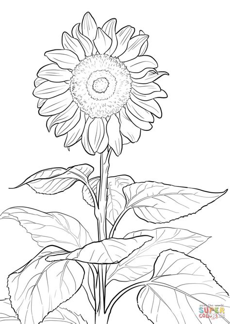 sunflower coloring page  printable coloring pages