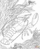 Crawfish Crayfish Crawdad Crustacean Supercoloring sketch template