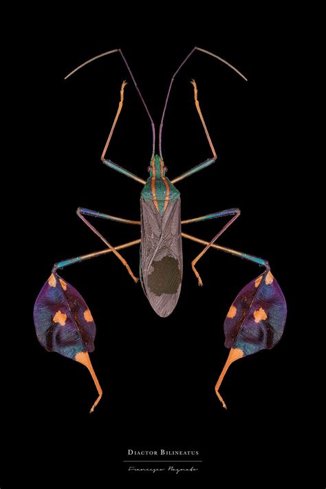 entomology  behance insect  entomology bugs  insects
