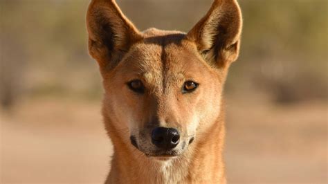 wild dog study casts doubt  notion  dingoes  basically extinct  parts  australia