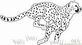 Cheetah Coloring Guepardo Dibujos Correndo Leopardo Spiderman Everfreecoloring Bebé Dibujosonline sketch template