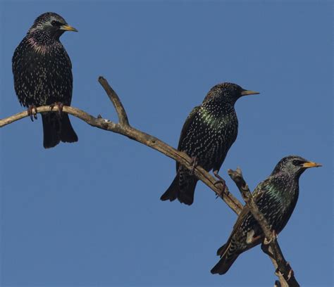 european starling san diego bird spot