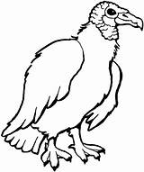 Vulture Zopilote Buitre Buitres Imprimir Americano Aves sketch template