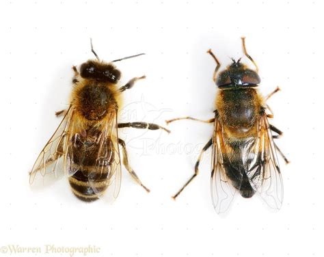 comparison   honey bee left  hoverfly   hoverfly  large eyes