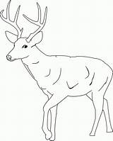 Deer Mule sketch template