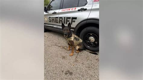 Lake County Sheriffs K9 Axel Suits Up In Newly Donated Body Armor