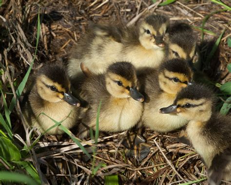 ducks nest affects production delta waterfowl