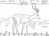 Impala Coloring Pages Printable Realistic Drawing Wildebeest Color Designlooter Version Click Categories Drawings Getdrawings Dot Skip Main 2048 09kb sketch template