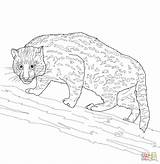 Cat Fishing Coloring Pages Animals Drawing Printable Woodland Categories sketch template