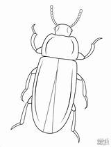 Beetle Coloring Mealworm Pages Printable Beetles Drawing Template Insect Cartoons Outline Bug Kids Patterns Click Clipart Color Drawings Realistic Sketch sketch template
