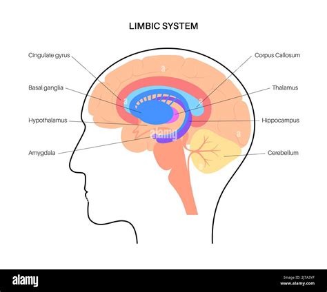 gehirn limbisches system illustration stockfotografie alamy