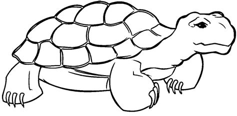 quiet tortoise turtle coloring page wecoloringpagecom turtle