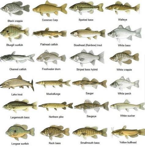 pin  kevin  fishing fish chart freshwater fish fish