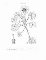 Tropaeolum Majus Botany sketch template