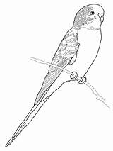 Coloring Parrot Budgerigar Pages Budgie Printable Perruche Coloriage Bird Print Supercoloring Colouring Drawing Imprimer Budgerigars Parakeet Adult Parrots Color Click sketch template