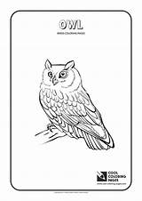 Coloring Pages Owl Cool Birds Print sketch template