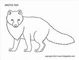 Fox Arctic Printable Coloring Pages Firstpalette Templates sketch template