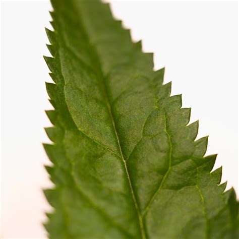 benefits  nettle leaves herbs woman