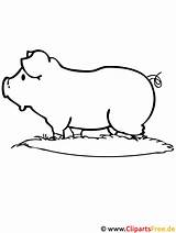 Bauernhof Malvorlage Schwein Ausmalbilder Zugriffe Malvorlagenkostenlos sketch template