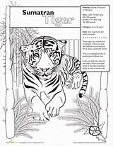 Tiger Sumatran Coloring Worksheets Designlooter 389px 3kb sketch template