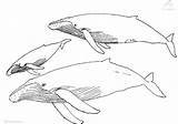 Whale Orca Getdrawings Whales Getcolorings sketch template