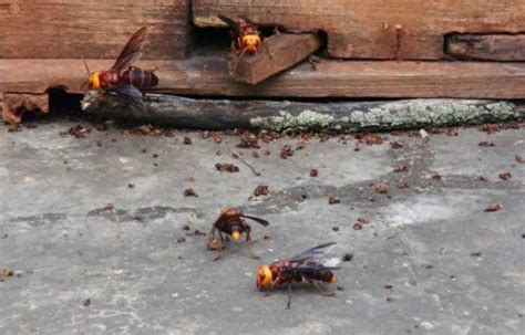 Sex Pheromone Traps May Help U S Stop The Spread Of Murder Hornets