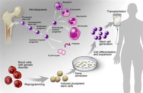stem cell biology  regenerative medicine development