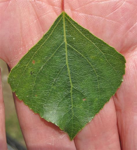 leaf triangular tree guide uk tree id  triangular leaf