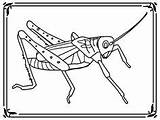 Locust Designlooter Plagues sketch template