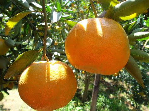 kebun jeruk keprok jeruk lokal  jeruk impor potret jeruk indonesia
