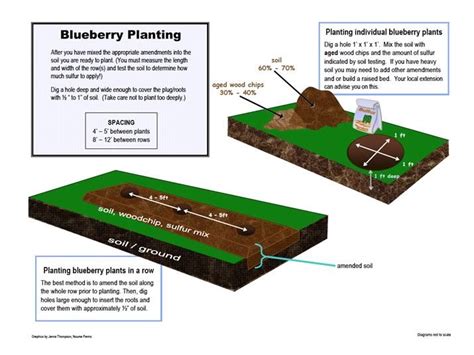 grow blueberries blueberry plant blueberry blueberry bushes