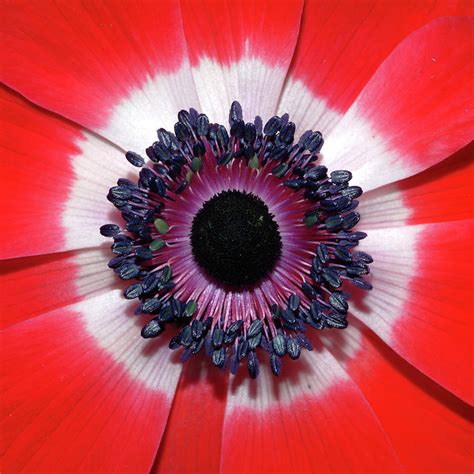 red anemone  photograph  robert shard