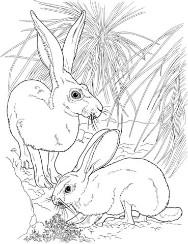 black tailed jackrabbits coloring page  printable coloring pages