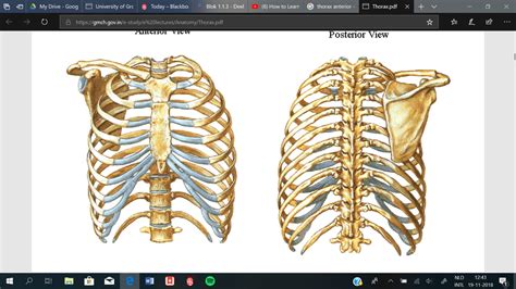 thorax diagram quizlet