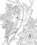 Coloring Nature Pages Printable Adults Bird Kingfisher State Getcolorings Getdrawings Color Colorings sketch template