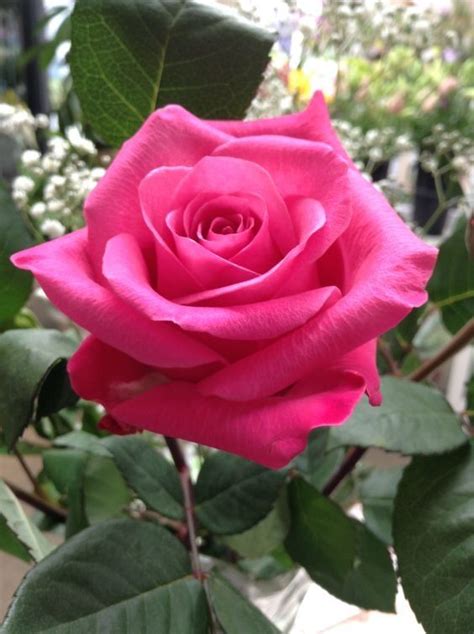 pin by gerardo morales on wonderful world beautiful rose flowers rose varieties flowers