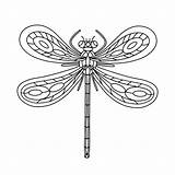 Dragonfly Vecteezy Insect sketch template