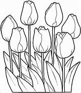 Pages Coloring Tulip Flower Dutch Tulips Printable Flowers Color Getdrawings Pennsylvania Getcolorings Results Print sketch template
