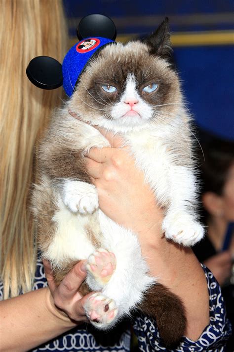 grumpy cat  miserable face brought joy   internet dies aged
