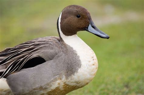 northern pintail duck animals feather wings duck