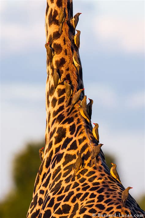 Giraffe and Oxpeckers - Burrard-Lucas Photography