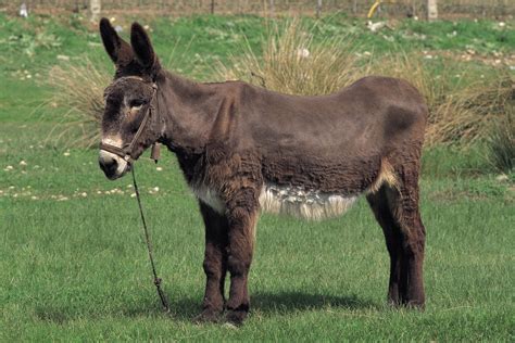 donkey punch banana