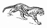 Tigre Harimau Stripes Ringkasan Diberikan Kepada Mewarna sketch template