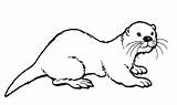 Otter Colouring Designlooter sketch template
