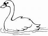 Swan Coloring Pages Animals Animal Book sketch template