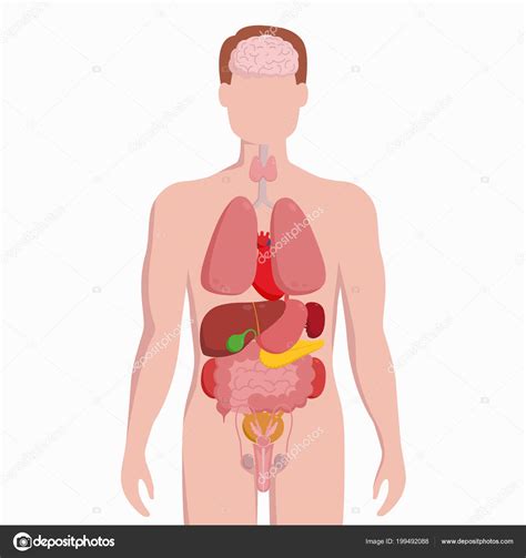 menselijk lichaam tekening organen englshsatm