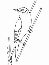 Warbler Parulidae Printmania sketch template