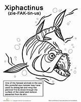 Xiphactinus Fish sketch template