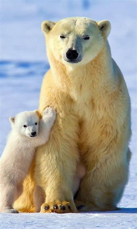 gambar hewan beruang kutub terbaru gambar hewan