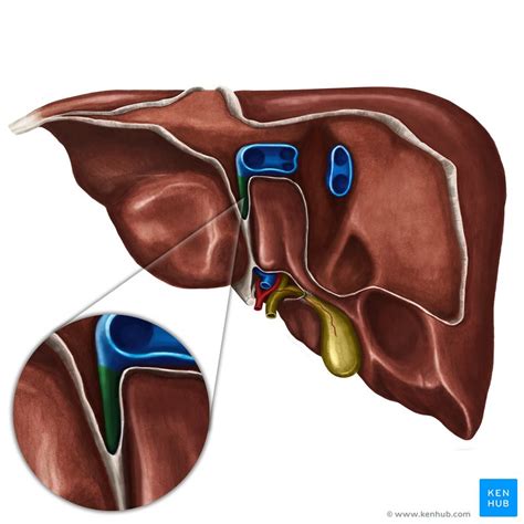 Liver Ligaments And Liver Anatomy Kenhub
